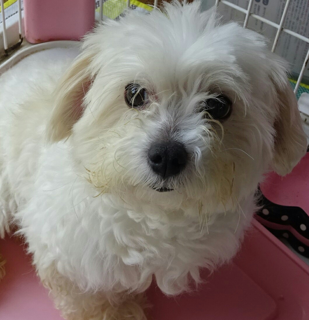 ドッグフード キャットフード 比較,通販サイト,おススメ