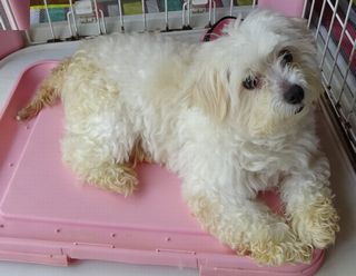 ドッグフード、サプリメントのランキングを付けをしました。